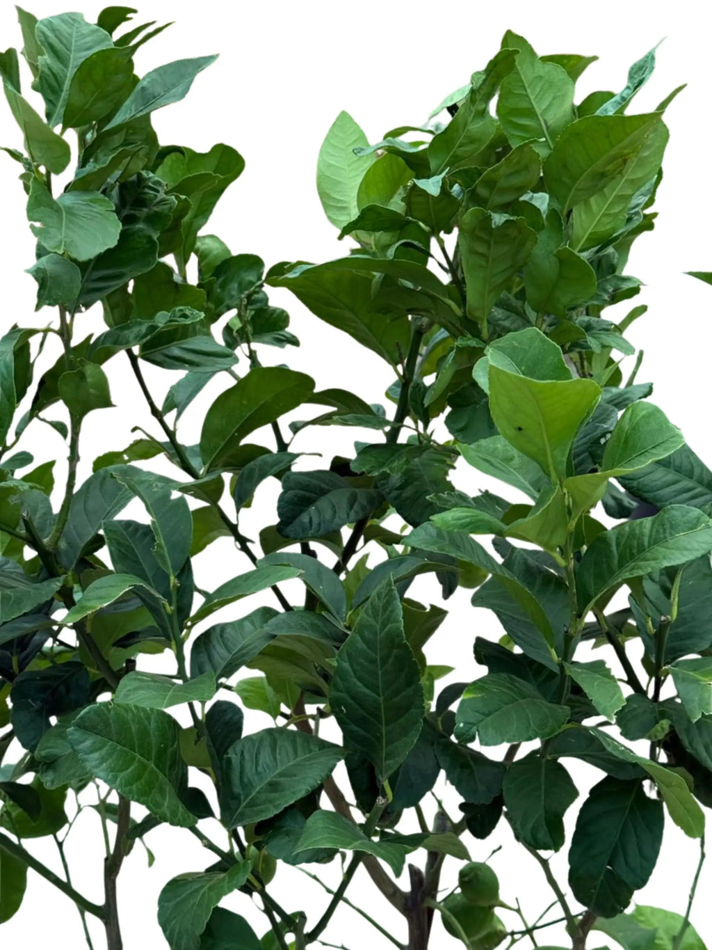 Spanish Lemon Tree (Citrus lemon) iPlants