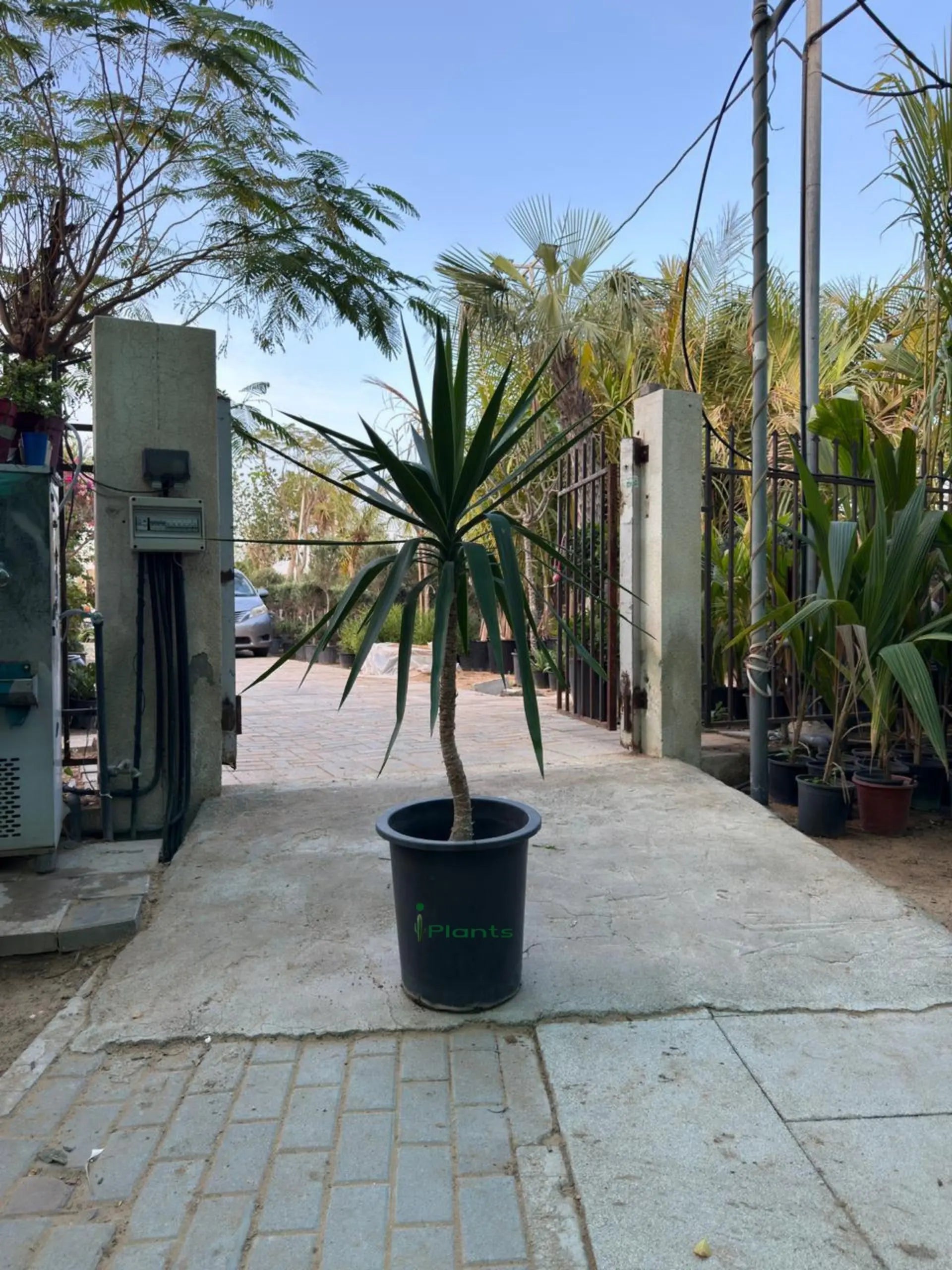 Yucca elephantipes (Spineless Yucca) iPlants