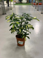 Schefflera Variegated iPlants
