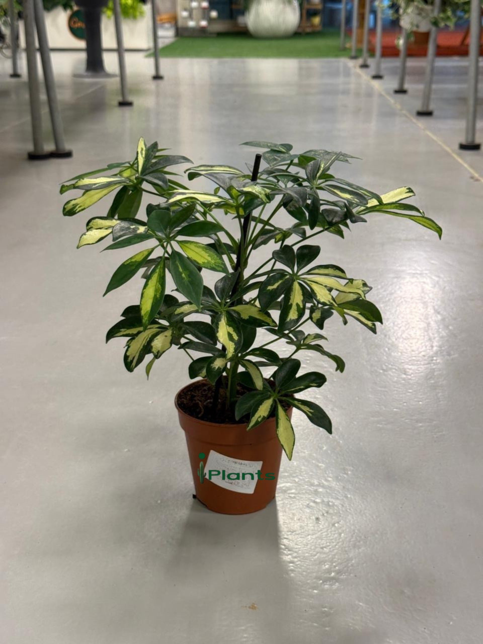 Schefflera Variegated