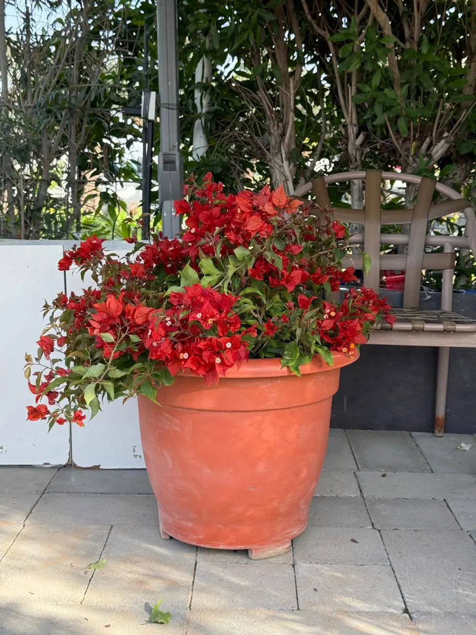 Bougainvillea Tomato iPlants
