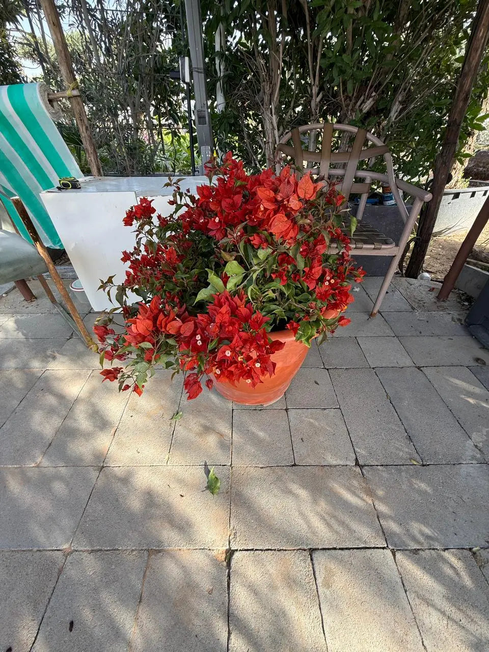 Bougainvillea Tomato iPlants