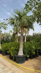 Wax Palm iPlants