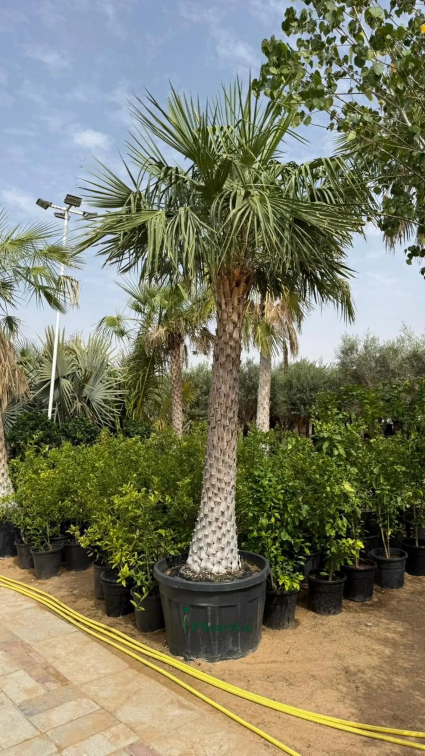 Wax Palm iPlants