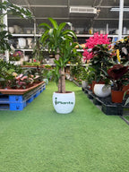 Dracaena Massangeana iPlants