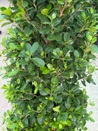 Ficus Panda Cone iPlants