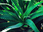 Aloe Vera iPlants