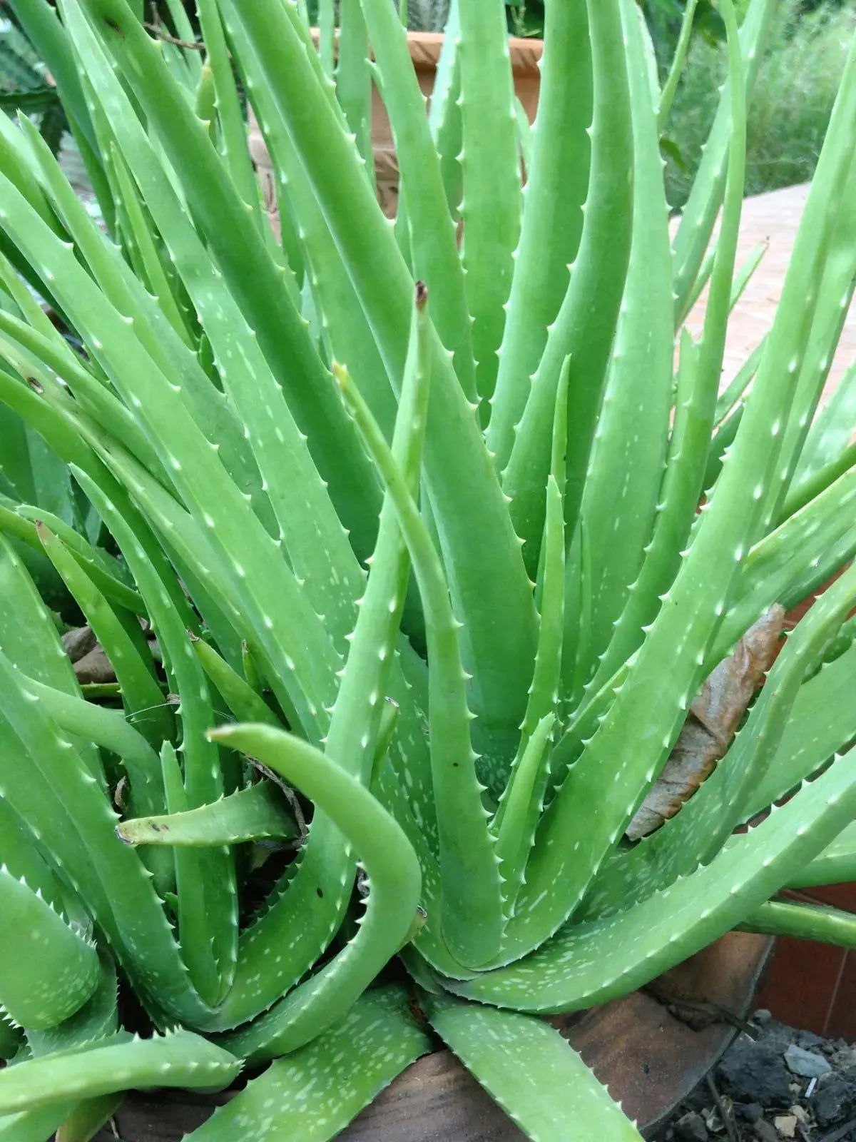 Aloe Vera iPlants