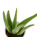 Aloe Vera iPlants