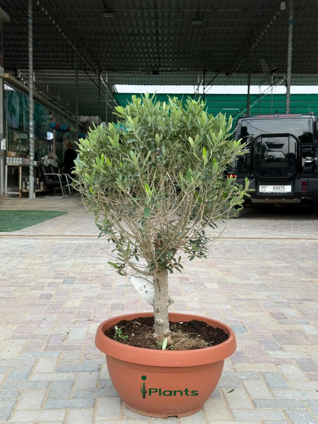 Olive one head (thick stem) iPlants