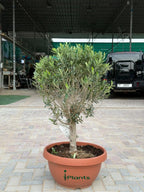 Olive one head (thick stem) iPlants