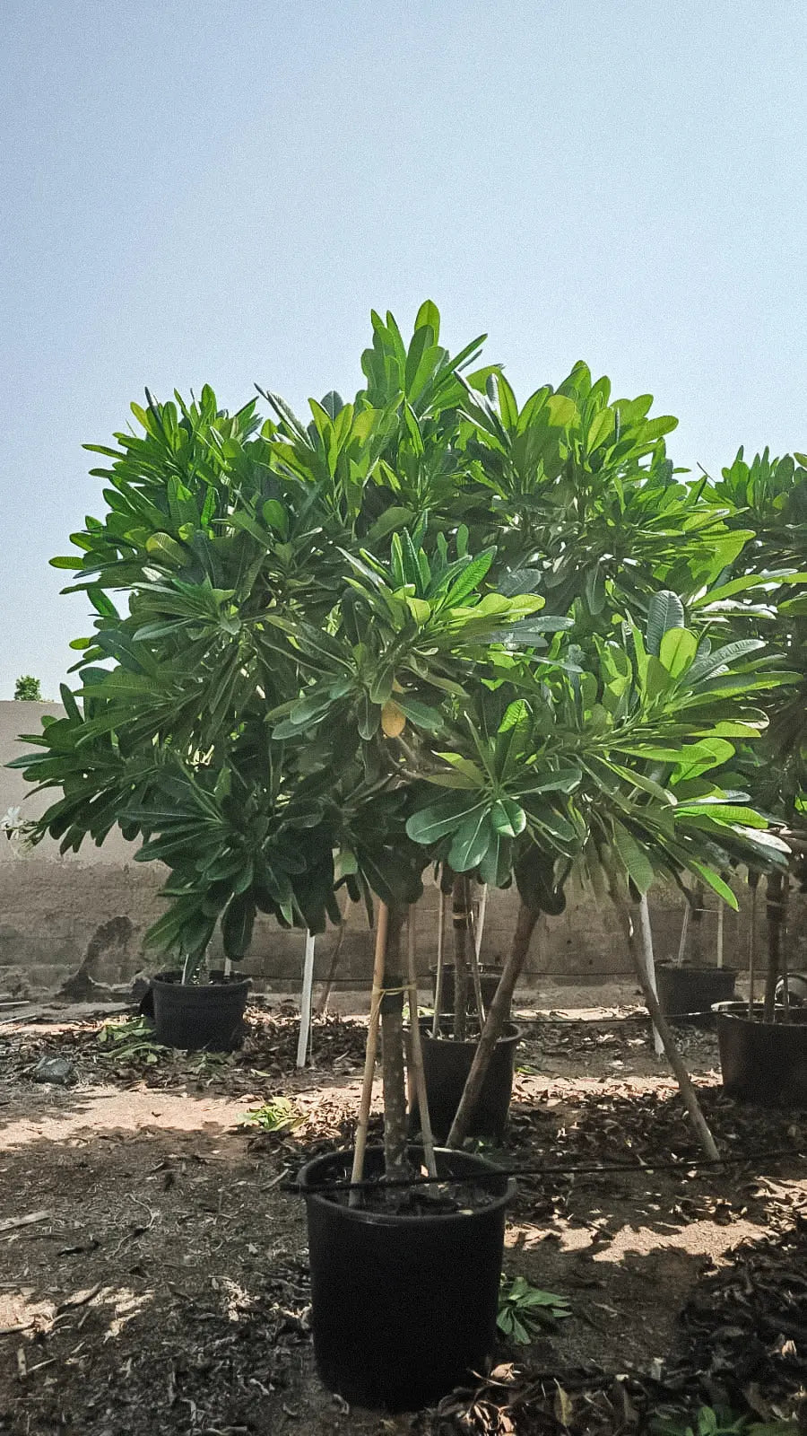 Plumeria Tree iPlants