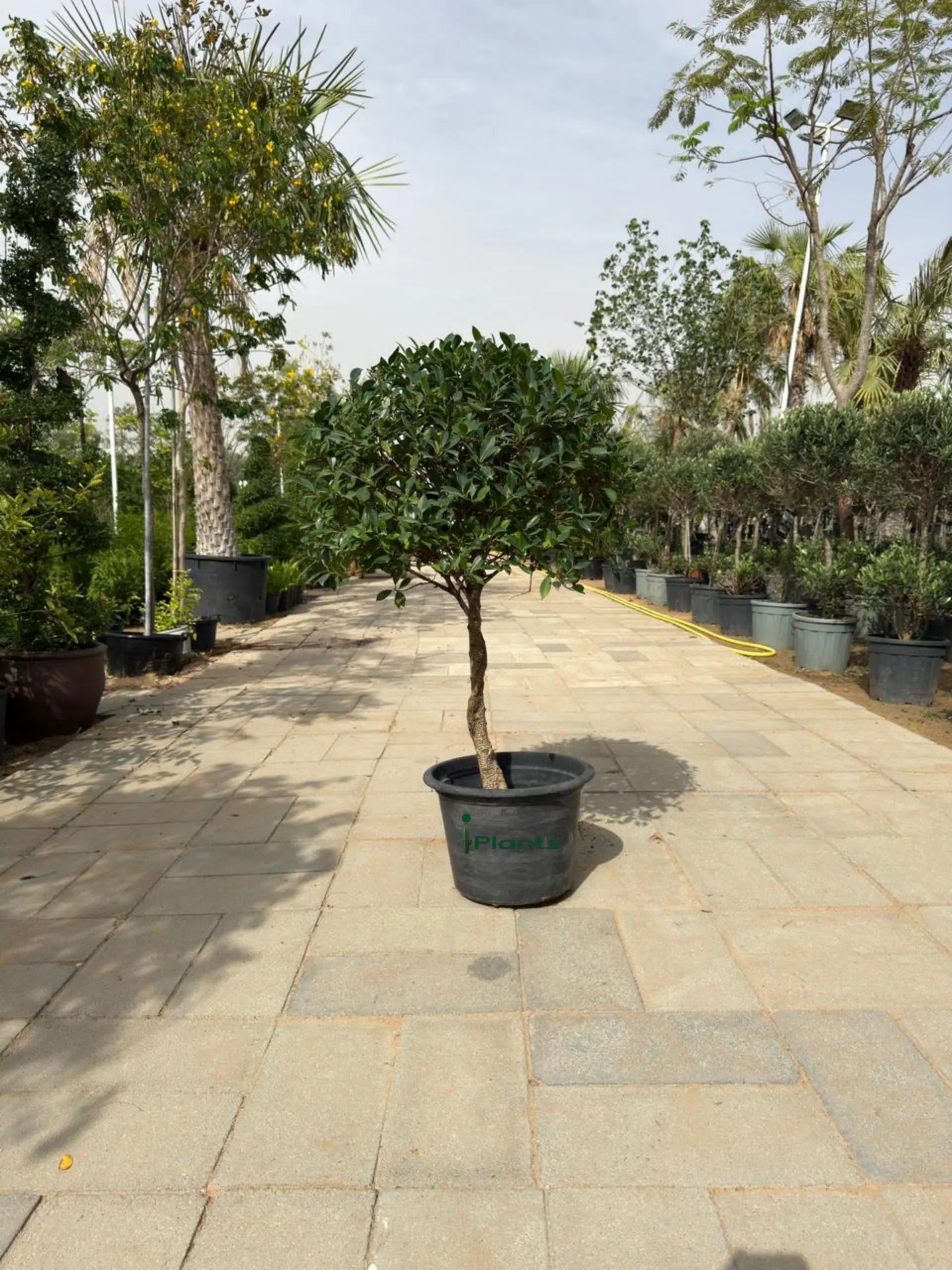 Ficus Nitida Single Head iPlants