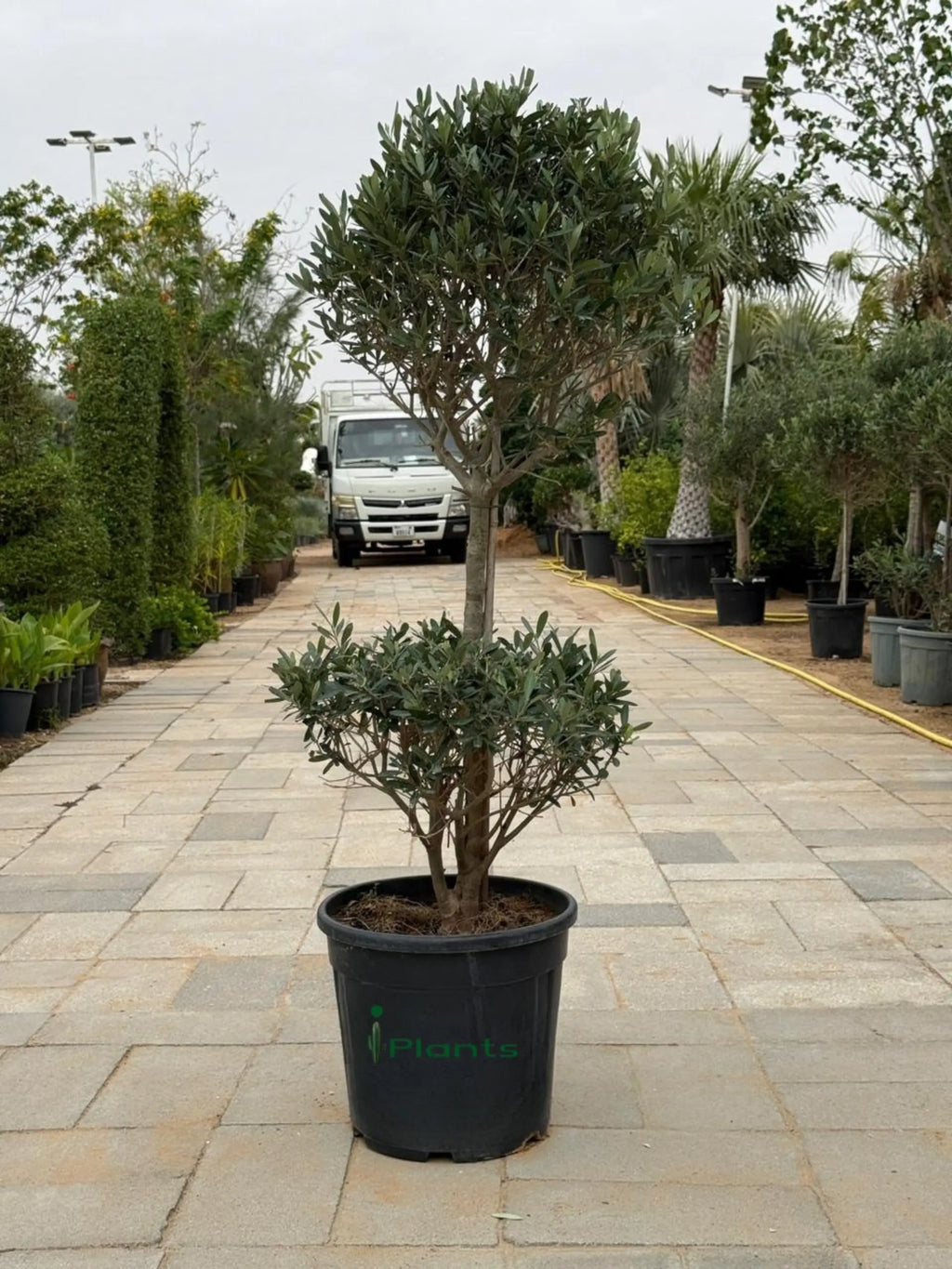 Olive two Head iPlants