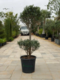 Olive two Head iPlants