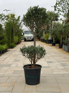 Olive two Head iPlants