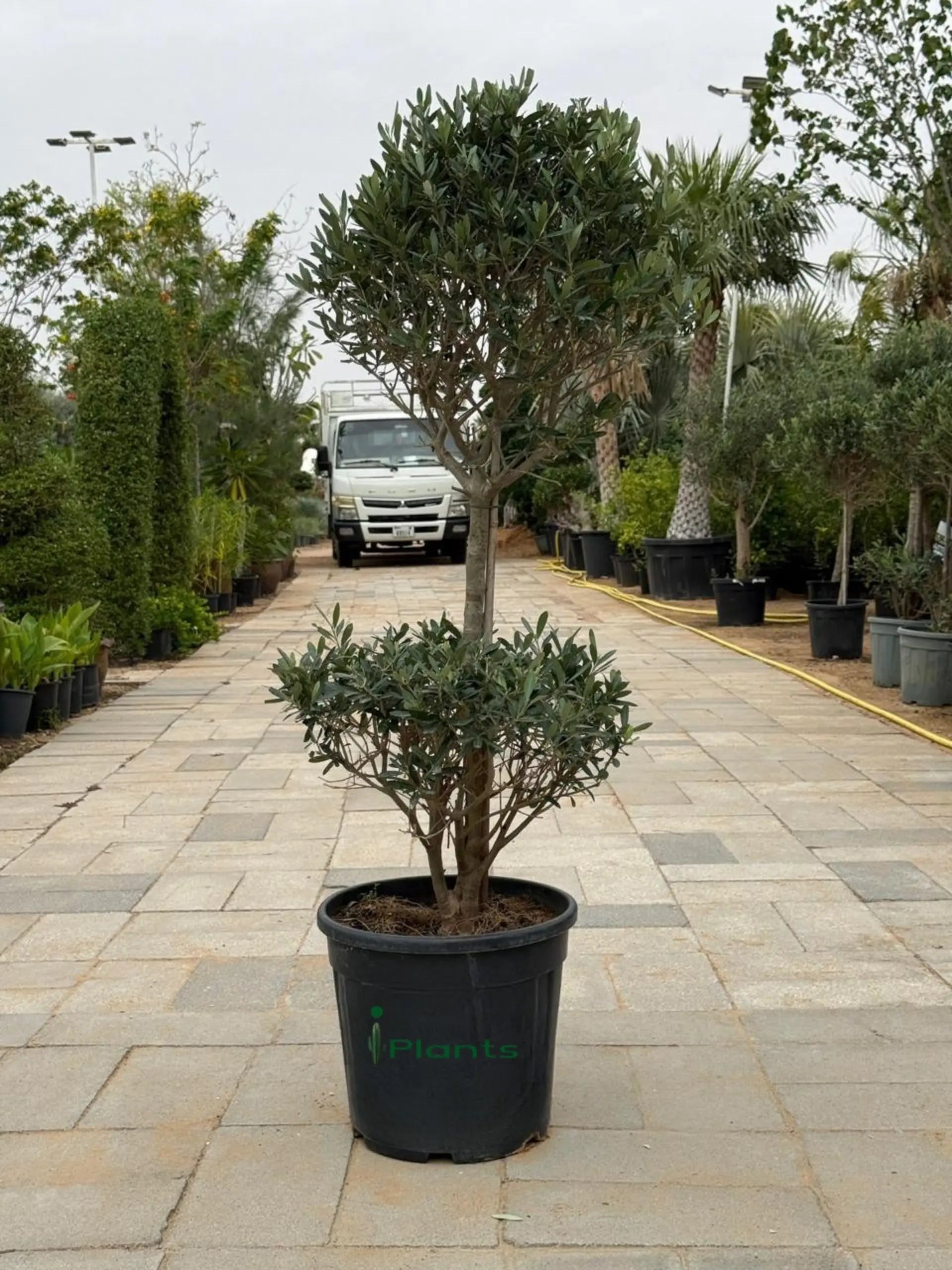 Olive two Head iPlants