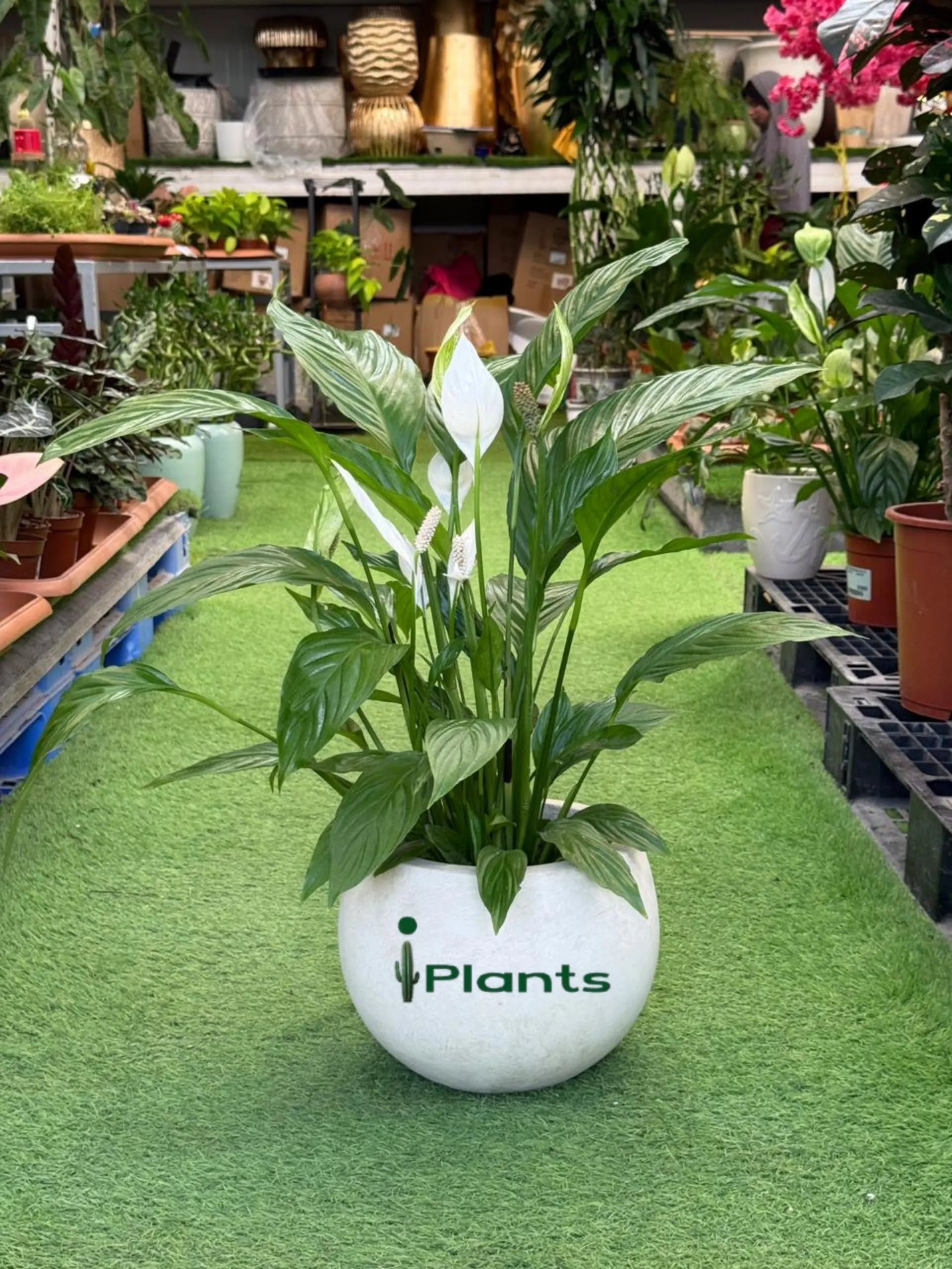 Peace Lilly Green Heaven Plants