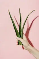 Aloe Vera iPlants
