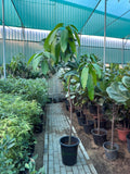 Mango Tree (pakistan) iPlants