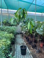 Mango Tree (pakistan) iPlants