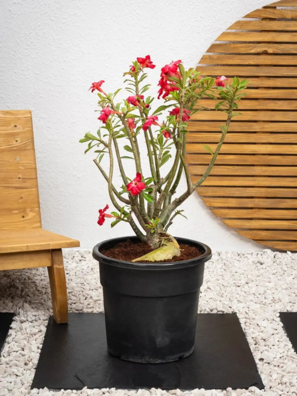 Desert Rose - Adenium Obesum Outdoor Flowering Plant iPlants