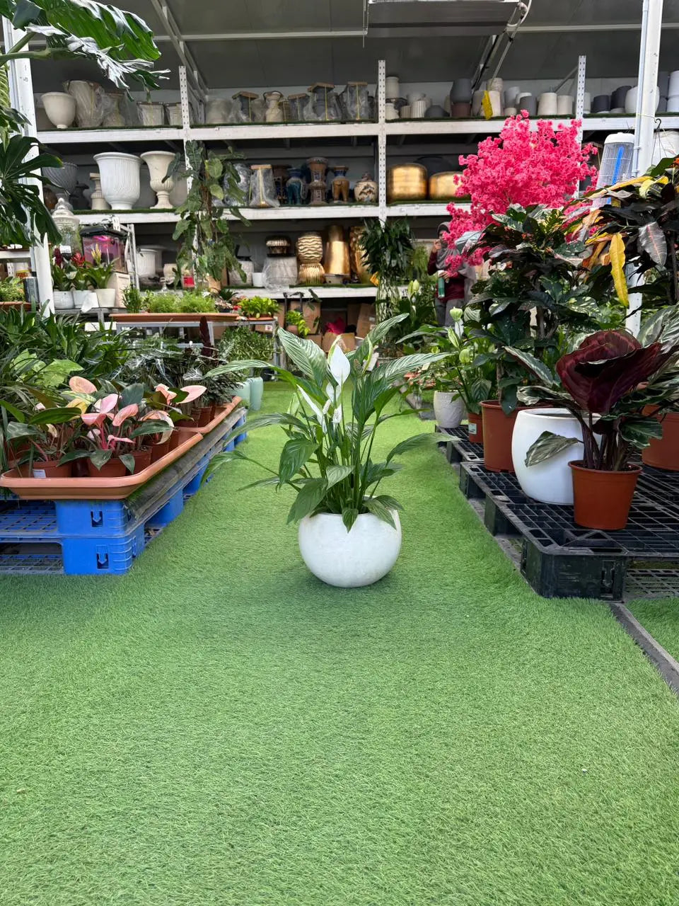 Peace Lilly Green Heaven Plants