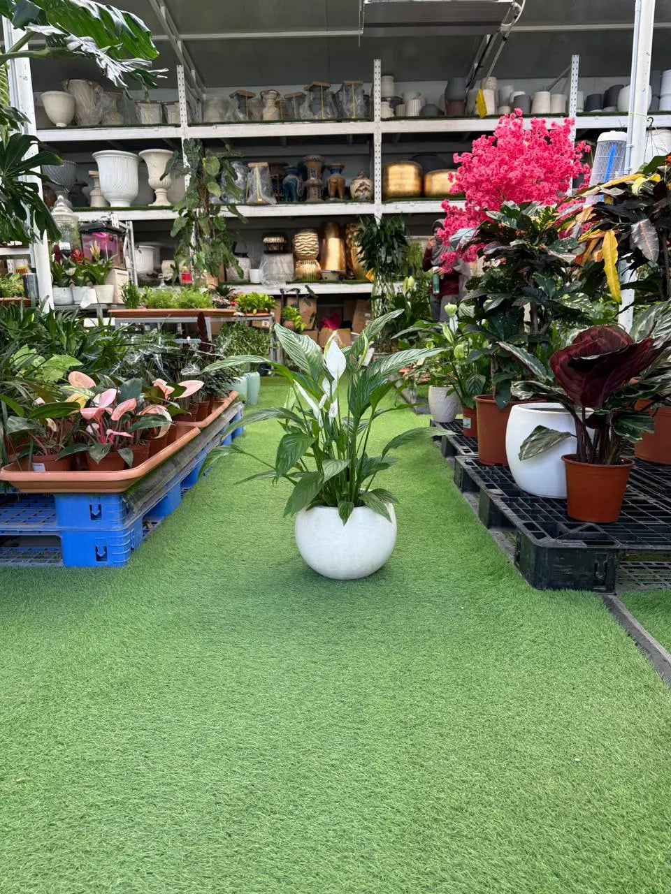 Peace Lilly Plant UAE