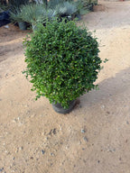 Ehretia Ball iPlants