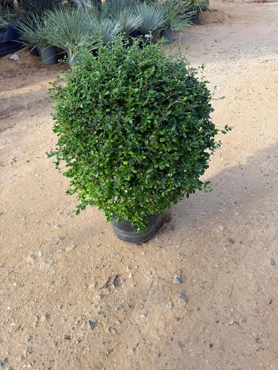 Ehretia Ball iPlants