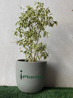 Ficus Benjamina Starlight - Weeping Fig iPlants