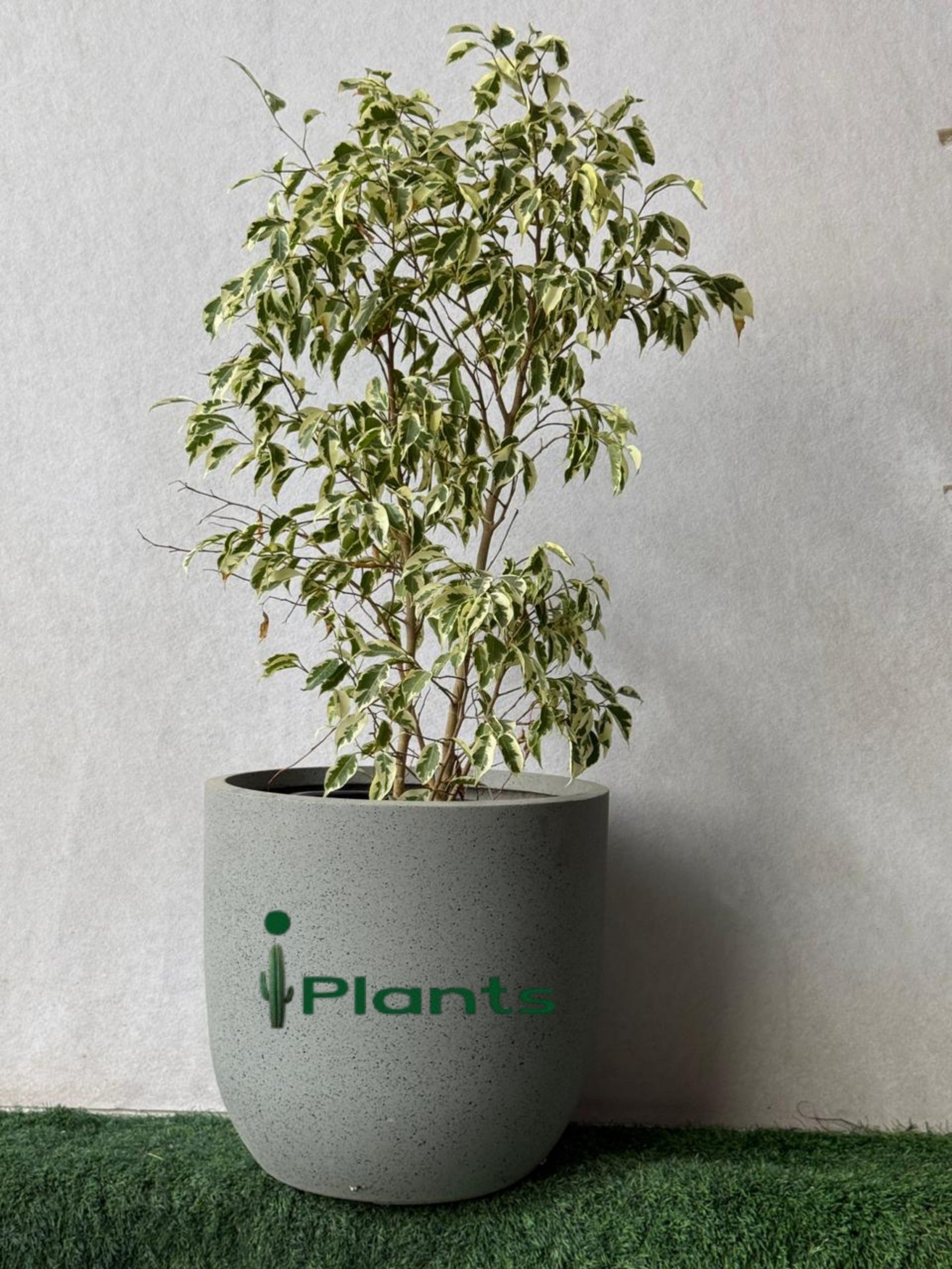 Ficus Benjamina Starlight - Weeping Fig