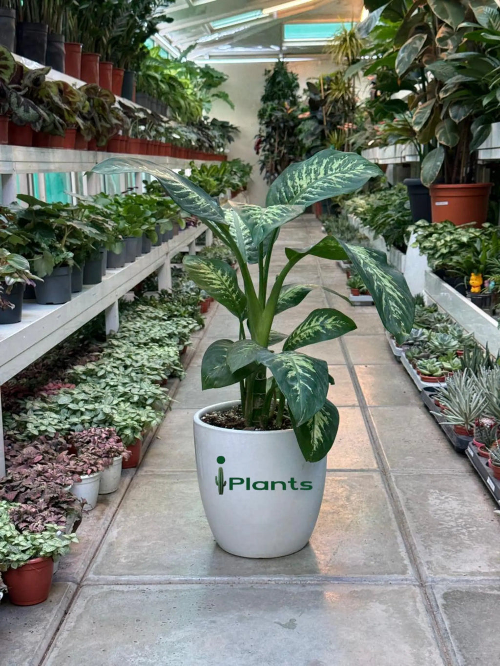 Dieffenbachia Plant iPlants