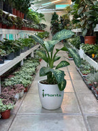 Dieffenbachia Plant iPlants