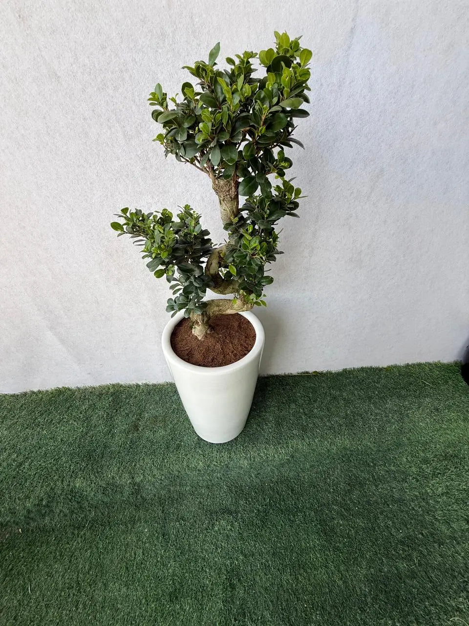 Ficus Bonsai- S Shape iPlants