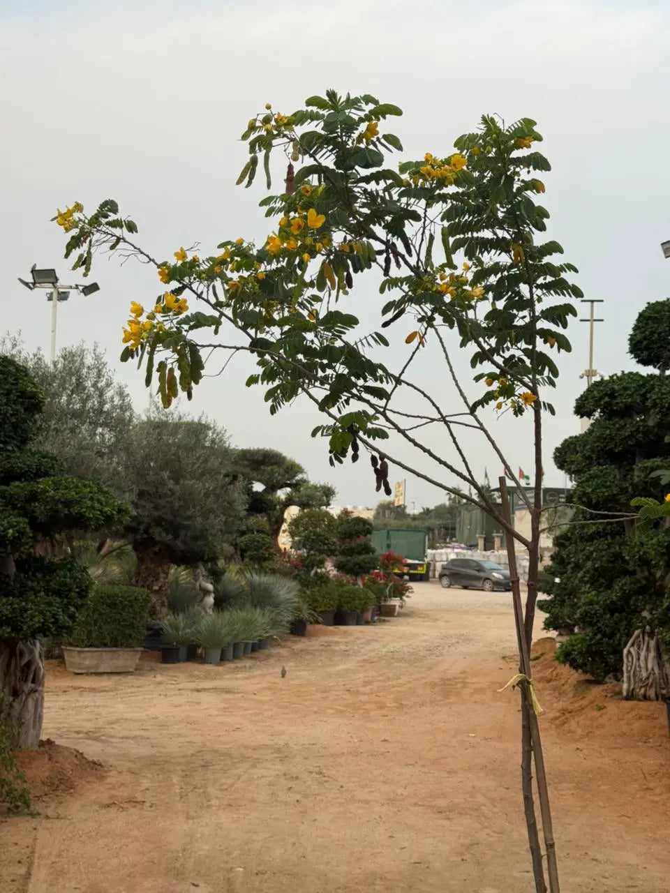 Acacia Tree iPlants