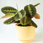 Prayer Plant iPlants