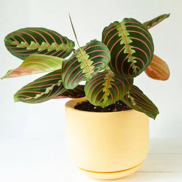 Prayer Plant iPlants
