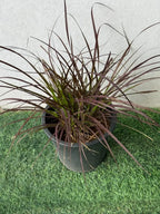 Red Fountain Grass (Pennisetum Red) iPlants