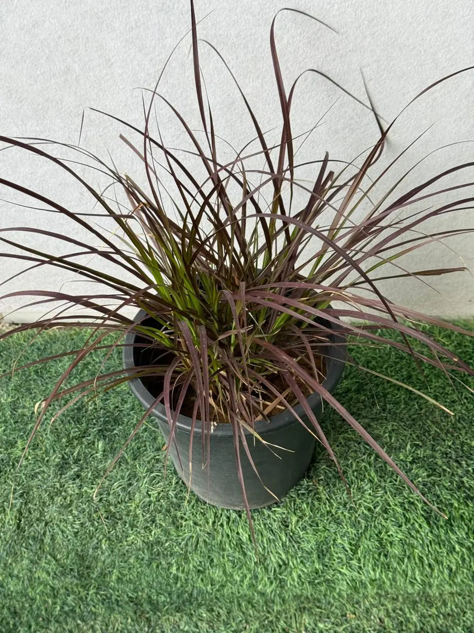 Red Fountain Grass (Pennisetum Red) iPlants
