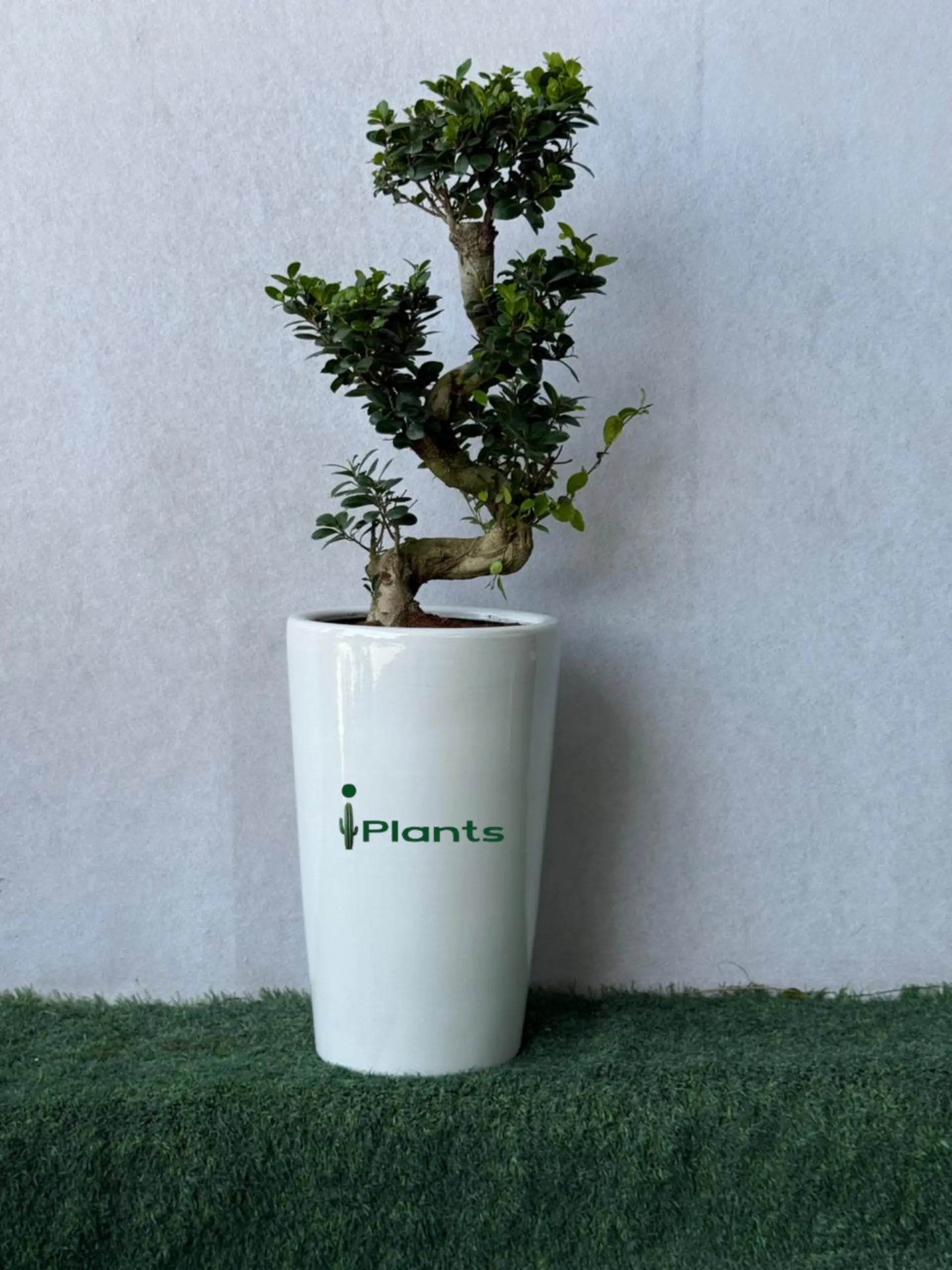 Ficus Bonsai- S Shape iPlants