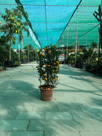 Calamansi (Citrofortunella Microcarpa) or Mandarin Plant iPlants