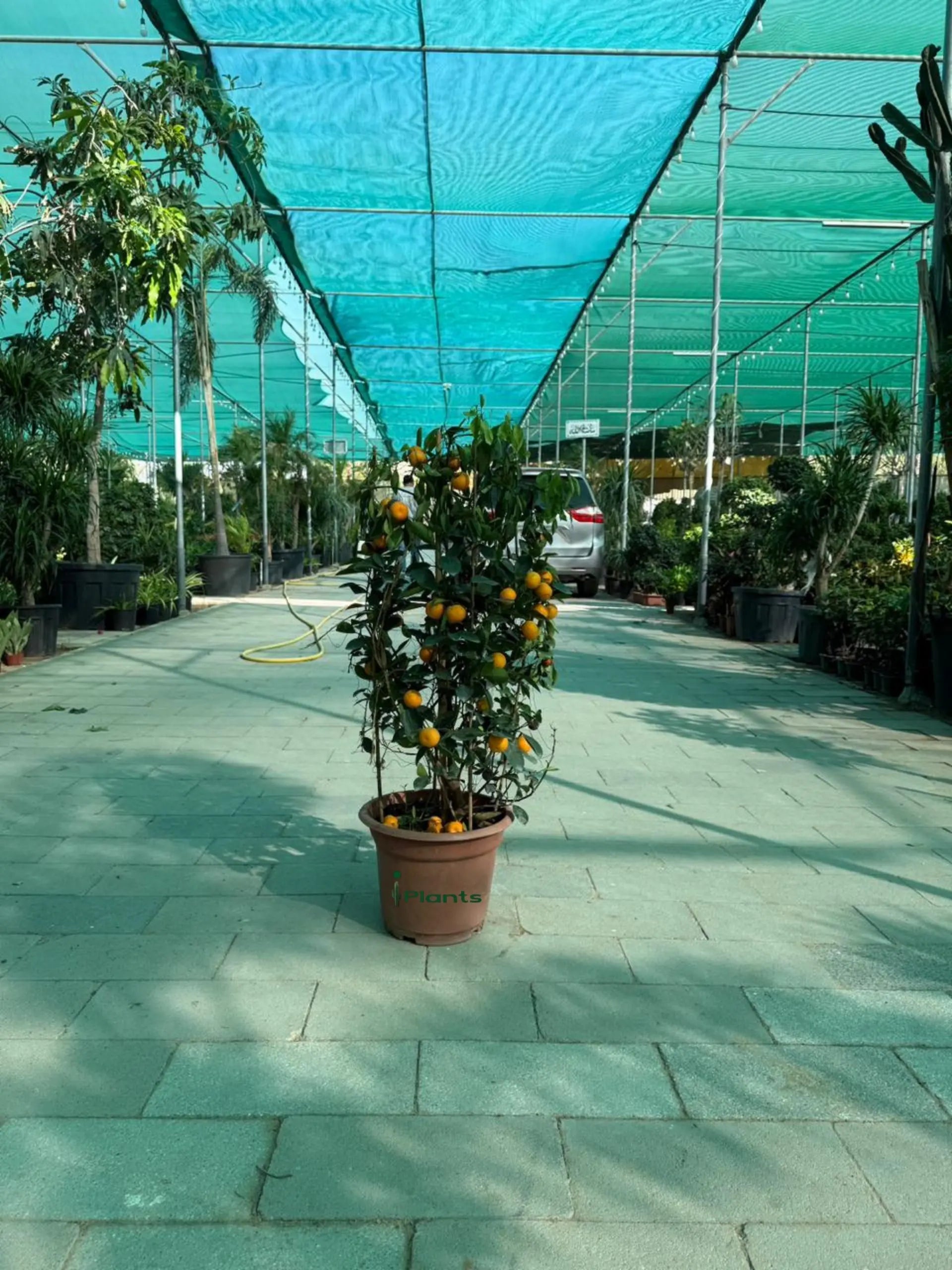 Calamansi (Citrofortunella Microcarpa) or Mandarin Plant iPlants