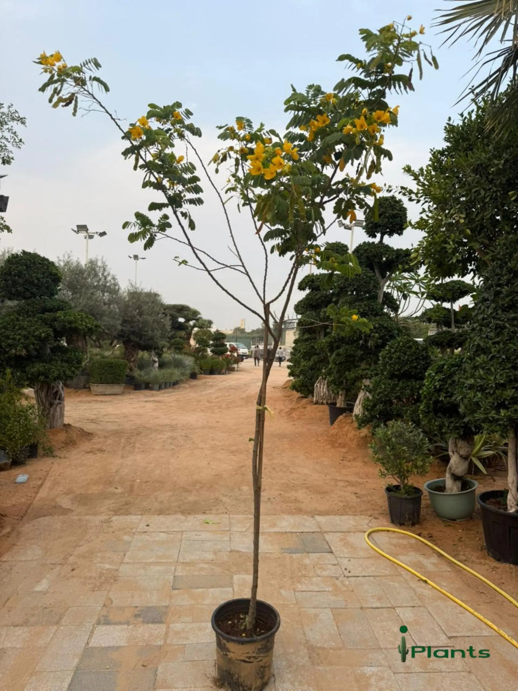 Acacia Tree iPlants