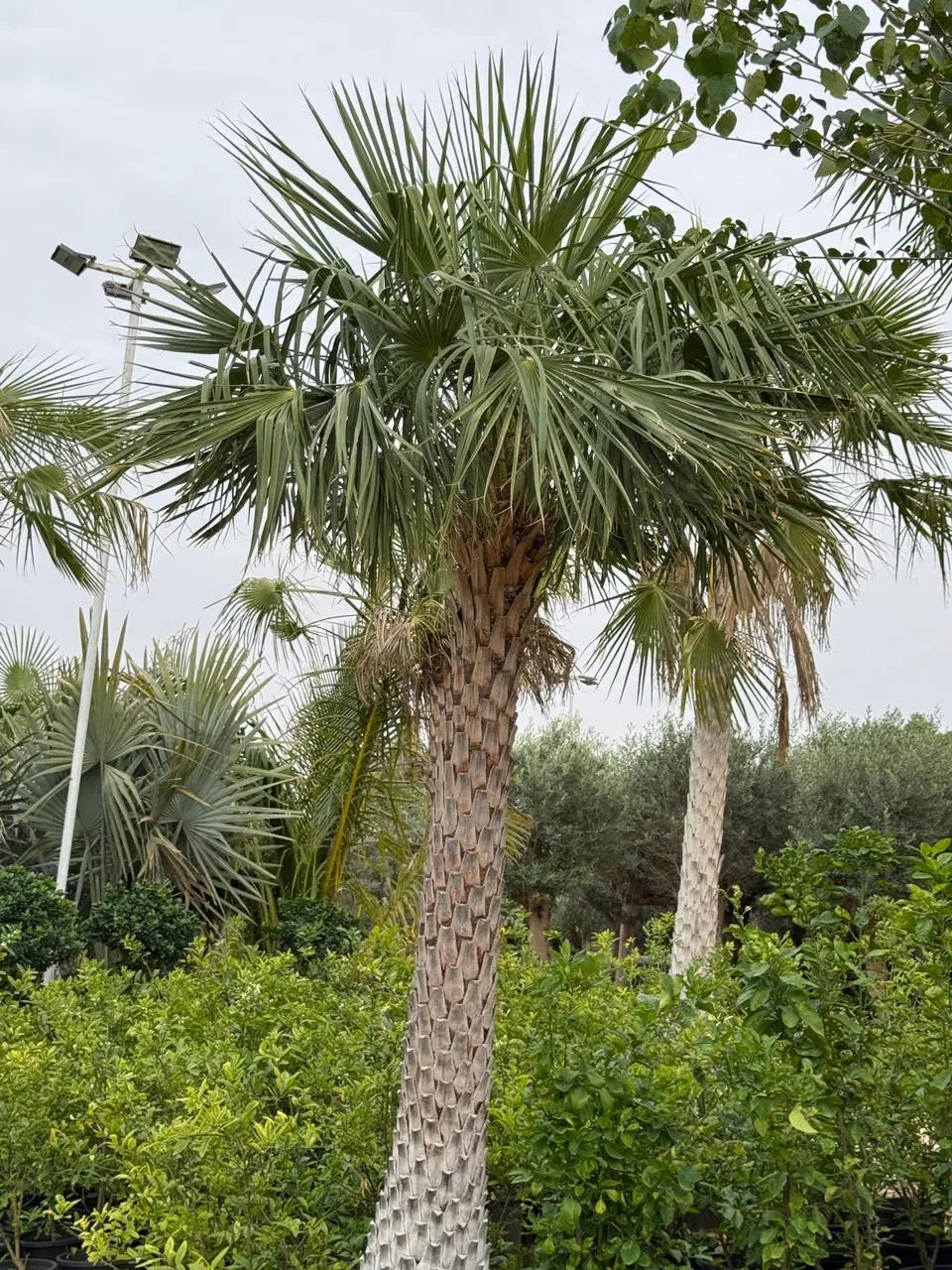 Wax Palm iPlants