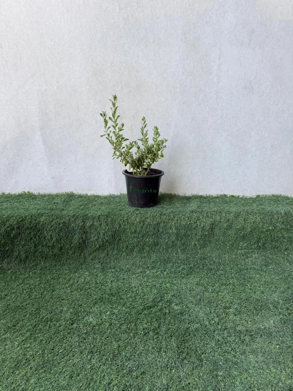 Leucophyllum iPlants