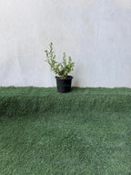 Leucophyllum iPlants