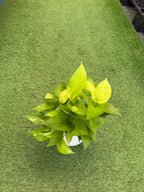 Golden Pothos iPlants
