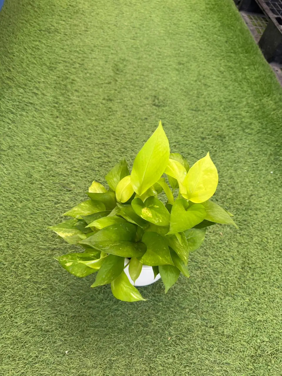 Golden Pothos iPlants