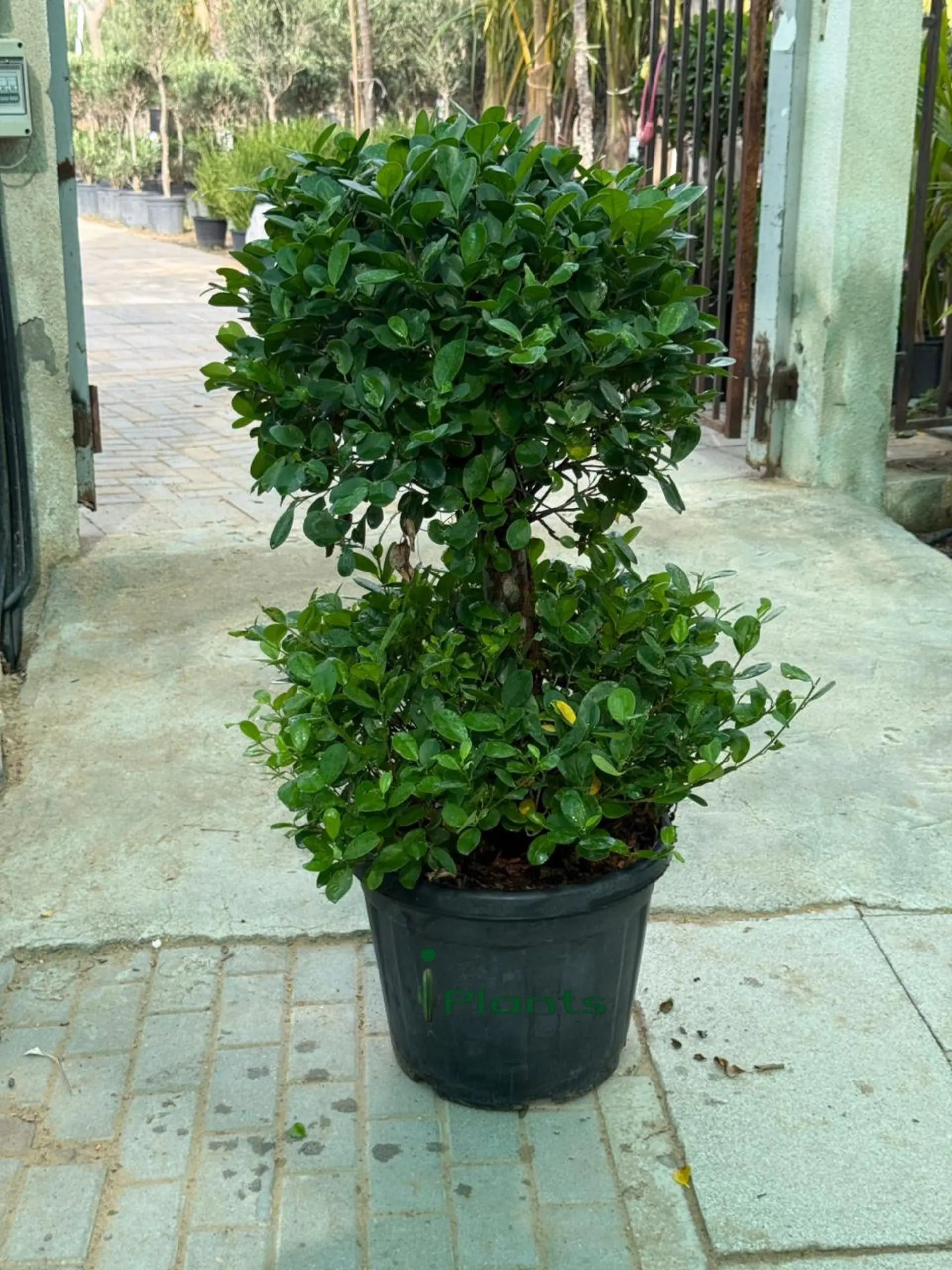 Ficus panda 2 head iPlants